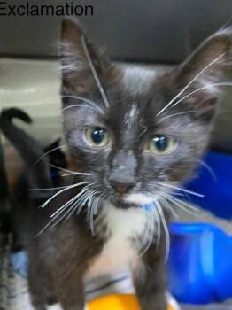 Exclamation -  Domestic Short Hair Cat for Adoption in Hobart, Indiana - Exclamation | PetCurious
