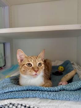 Salsa -  Domestic Short Hair Cat for Adoption in Ramsey, New Jersey - Salsa | PetCurious