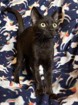 Delancy -  Domestic Short Hair Cat for Adoption in Panama City, Florida - Delancy | PetCurious