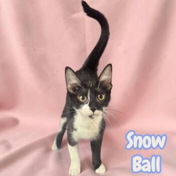 Snow Ball -  Domestic Short Hair Cat for Adoption in Sorrento, Louisiana - Snow Ball | PetCurious