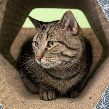 Loaf -  Domestic Short Hair Cat for Adoption in Spokane, Washington - Loaf | PetCurious