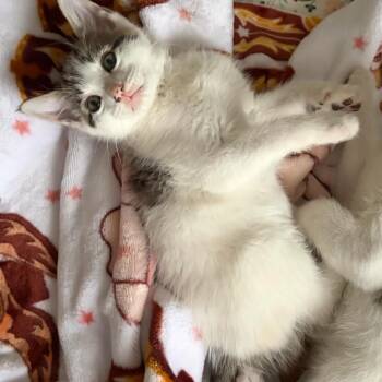 Roscoe -  Domestic Short Hair Cat for Adoption in Tallahassee, Florida - Roscoe | PetCurious