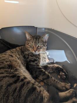 Rescue Domestic Short Hair and Tiger Cats for Adoption - Tanghulu | PetCurious