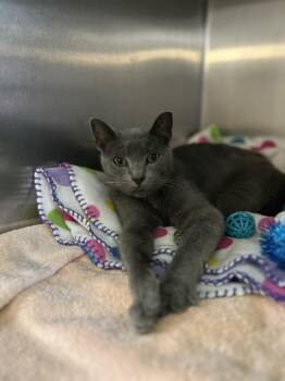 Church -  Domestic Short Hair Cat for Adoption in Myerstown, Pennsylvania - Church | PetCurious