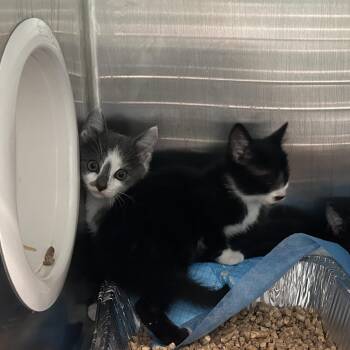 JOGGER -  Domestic Medium Hair Cat for Adoption in Greensboro, North Carolina - JOGGER | PetCurious