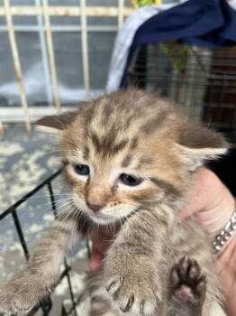 Rescue Domestic Short Hair Cats for Adoption in Dallas, Texas - OLIVE | PetCurious