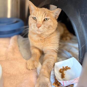 Pickles -  Domestic Medium Hair Cat for Adoption in Spokane, Washington - Pickles | PetCurious