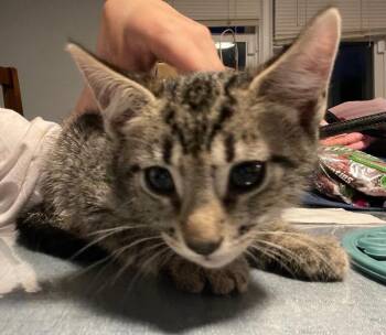 Schwarber -  Domestic Short Hair Cat for Adoption - Schwarber | PetCurious