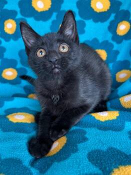 Cider -  Domestic Short Hair Cat for Adoption in Corpus Christi, Texas - Cider | PetCurious