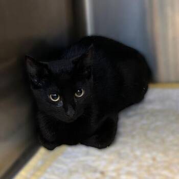 Stark -  Domestic Short Hair Cat for Adoption in Davenport, Iowa - Stark | PetCurious