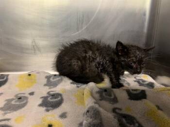 Rescue Domestic Short Hair Cats for Adoption in Grand Prairie, Texas - ANGIE | PetCurious