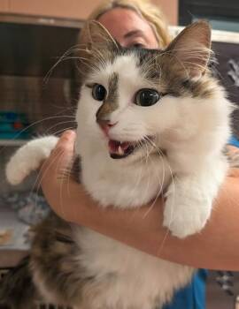 ASH -  Domestic Short Hair Cat for Adoption in Columbia, South Carolina - ASH | PetCurious