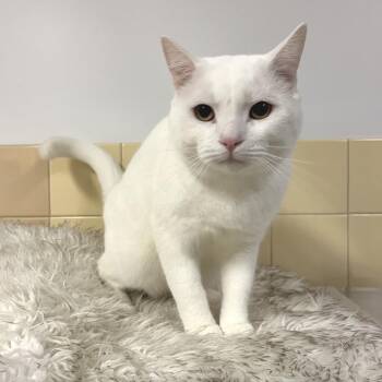 Cloud -  Domestic Short Hair Cat for Adoption in East Hampton, New York - Cloud | PetCurious