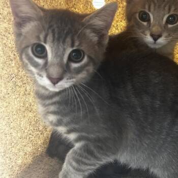 Flapjack -  Domestic Short Hair Cat for Adoption in Philadelphia, Pennsylvania - Flapjack | PetCurious