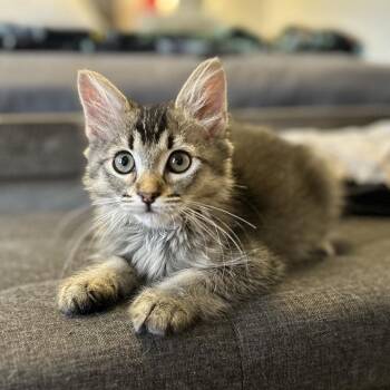Minky -  Domestic Medium Hair Cat for Adoption in Bountiful, Utah - Minky | PetCurious