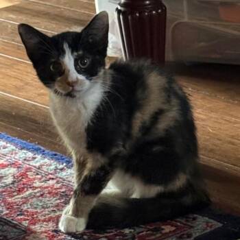 Bumble Bee -  Domestic Short Hair Cat for Adoption in League City, Texas - Bumble Bee | PetCurious