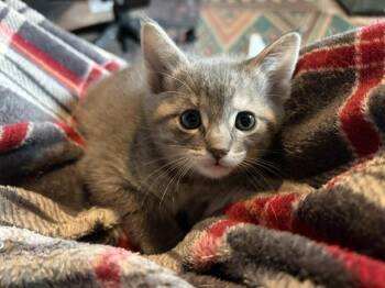 Ophelia -  Domestic Short Hair Cat Available for Adoption in Lafayette, Colorado - Ophelia | PetCurious