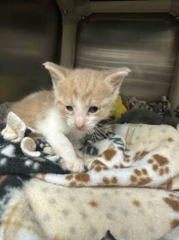 Nirvana (Sewanee) -  Domestic Short Hair Cat for Adoption in Johnson City, Tennessee - Nirvana (Sewanee) | PetCurious