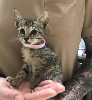 A429857 -  Domestic Short Hair Cat for Adoption in Conroe, Texas - A429857 | PetCurious