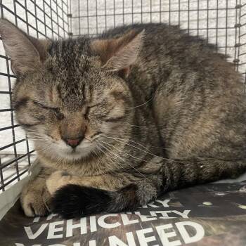 Sweet Potato -  Domestic Short Hair Cat Available for Adoption in Edinburg, Texas - Sweet Potato | PetCurious