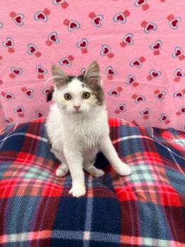 Rescue Domestic Medium Hair Cats for Adoption in Brookings, Oregon - Squeaky | PetCurious