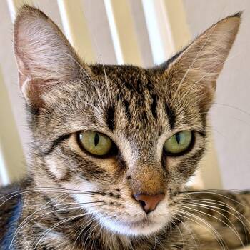 Vanilla Berry -  Domestic Short Hair Cat for Adoption in Austin, Texas - Vanilla Berry | PetCurious