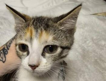 Angelica -  Domestic Short Hair Cat for Adoption in Dayton, Minnesota - Angelica | PetCurious