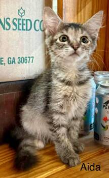 Aida MH kitten -  Domestic Medium Hair Cat for Adoption in Jackson, Georgia - Aida MH Kitten | PetCurious