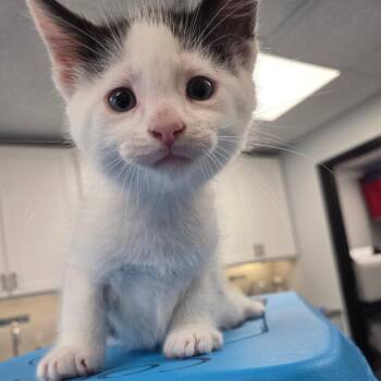 Domestic Short Hair Cats Available for Adoption in Watertown, New York - Isaia | PetCurious