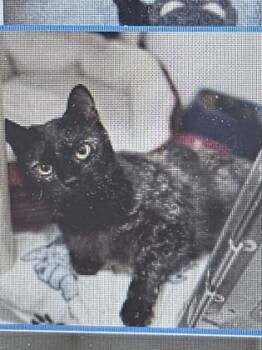 Domestic Short Hair Cats Available for Adoption in Cincinnati, Ohio - Kiki Lee | PetCurious