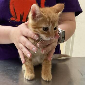 Allen -  Domestic Short Hair Cat for Adoption in Monroe, Louisiana - Allen | PetCurious