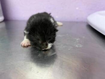 61776566 -  Domestic Short Hair Cat for Adoption in El Paso, Texas - 61776566 | PetCurious