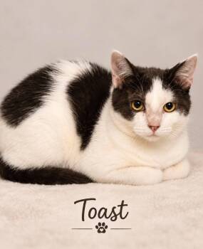 Toast -  American Shorthair Cat for Adoption in Midlothian, Texas - Toast | PetCurious