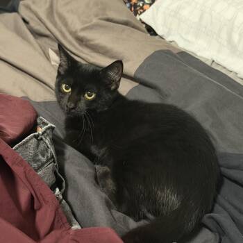 Muffin -  Domestic Short Hair Cat for Adoption - Muffin | PetCurious