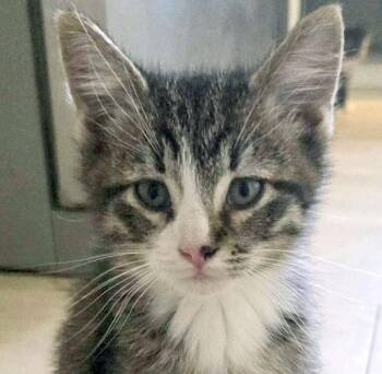Skinner (AO36758) -  Domestic Short Hair Cat for Adoption in Kansas City, Kansas - Skinner (AO36758) | PetCurious