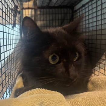 Martin -  Domestic Medium Hair Cat for Adoption in Pasadena, California - Martin | PetCurious