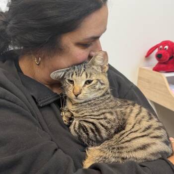 Oogie Boogie 2026 -  Domestic Short Hair Cat for Adoption - Oogie Boogie 2026 | PetCurious