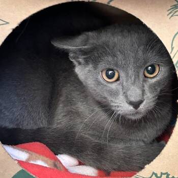 Domestic Short Hair Cats Available for Adoption - Griffin | PetCurious