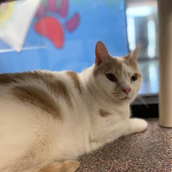 Winston -  Domestic Short Hair and Mixed Breed Cat for Adoption in Cheyenne, Wyoming - Winston | PetCurious