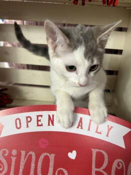 Domestic Short Hair Cats Available for Adoption - Flare | PetCurious