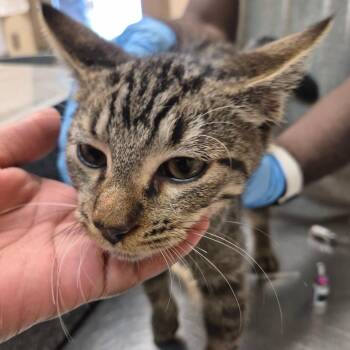 Quame -  Domestic Short Hair Cat for Adoption in Birmingham, Alabama - Quame | PetCurious