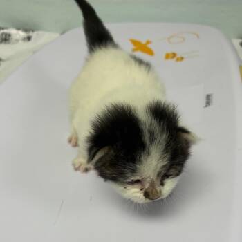 Terri -  Domestic Short Hair Cat for Adoption in Philadelphia, Pennsylvania - Terri | PetCurious