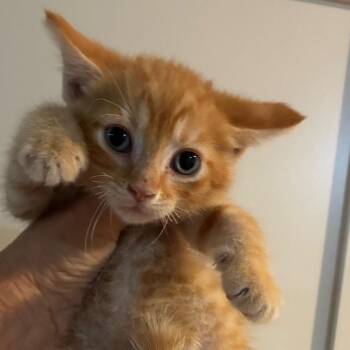 Wrangler -  Domestic Short Hair Cat for Adoption in Evansville, Indiana - Wrangler | PetCurious