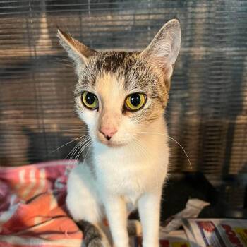 Daphne -  Tabby and Domestic Short Hair Cat for Adoption in Harrisburg, Pennsylvania - Daphne | PetCurious