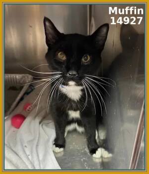 Rescue Domestic Short Hair and Tuxedo Cats for Adoption in Marietta, Georgia - MUFFIN (see Also PANCAKE And BAGEL) | PetCurious
