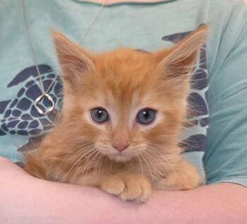 Fiji -  American Bobtail Cat Available for Adoption in Buford, Georgia - Fiji | PetCurious