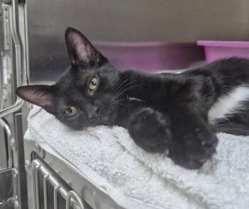 SOOT -  Domestic Short Hair Cat for Adoption in Vaughan, Ontario - SOOT | PetCurious