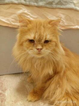 Maylo -  Persian Cat for Adoption in Brampton, Ontario - Maylo | PetCurious