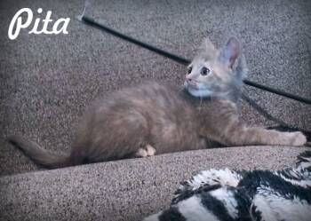 Rescue Dilute Tortoiseshell Cats for Adoption in Anaheim, California - Pita | PetCurious