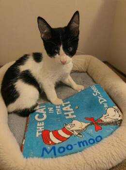 Moo Moo -  Domestic Short Hair Cat for Adoption in Deltona, Florida - Moo Moo | PetCurious